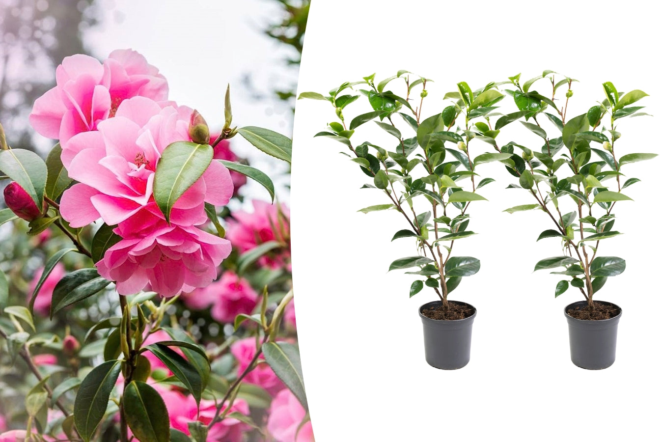 Camélia arbuste 'Rose du Japon' XL x2