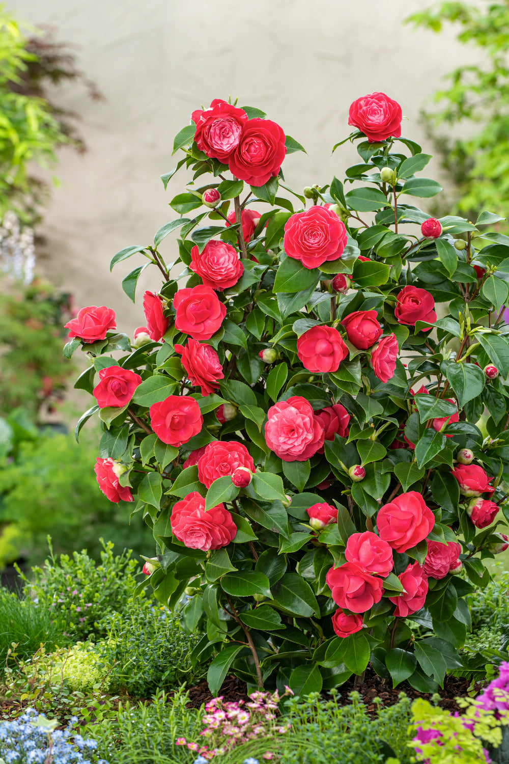 Camélia arbuste 'Rose du Japon' XL x2 Rouge