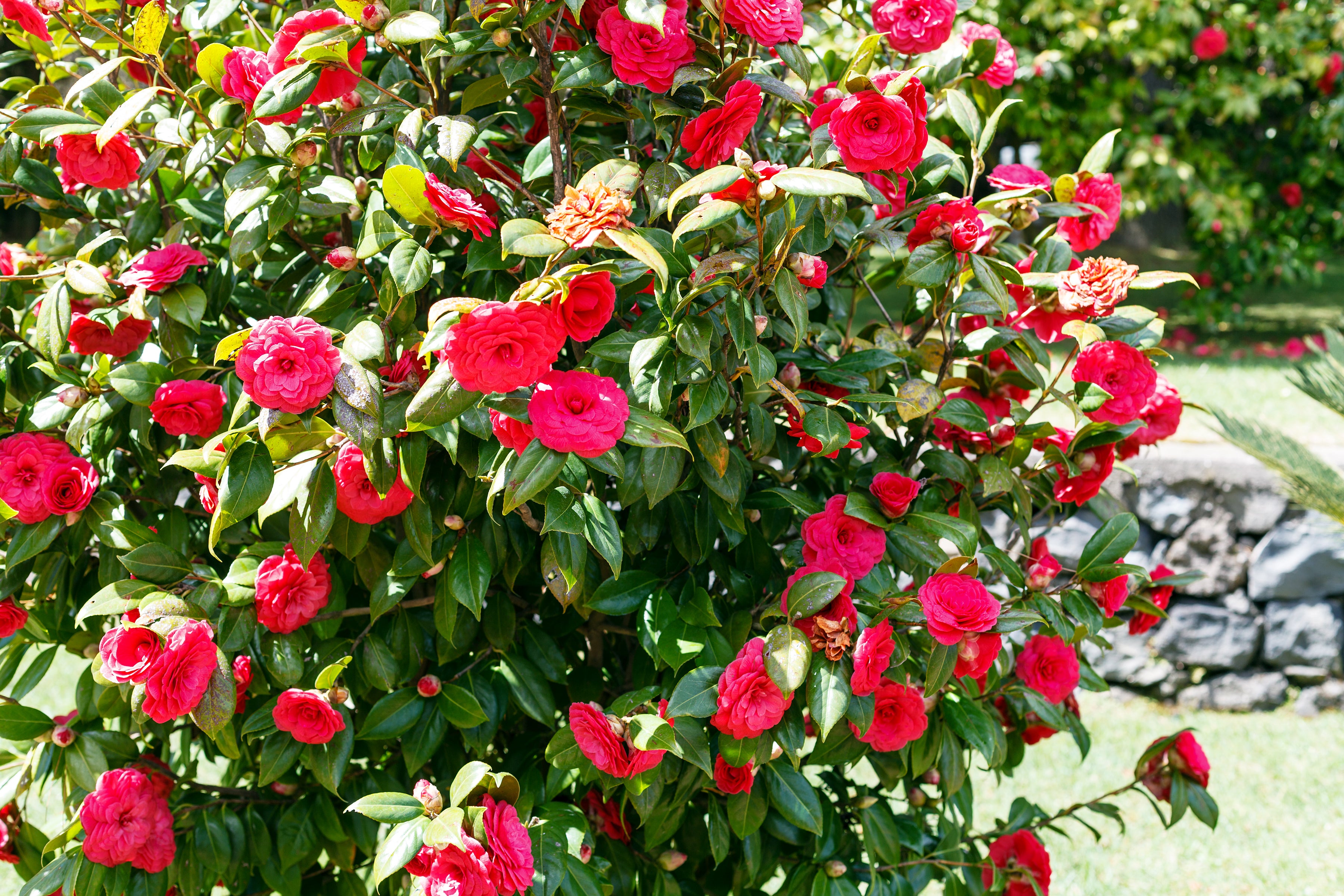 Camélia arbuste 'Rose du Japon' XL x2 Rouge