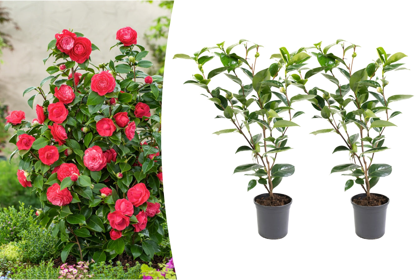 Camélia arbuste 'Rose du Japon' XL x2 Rouge