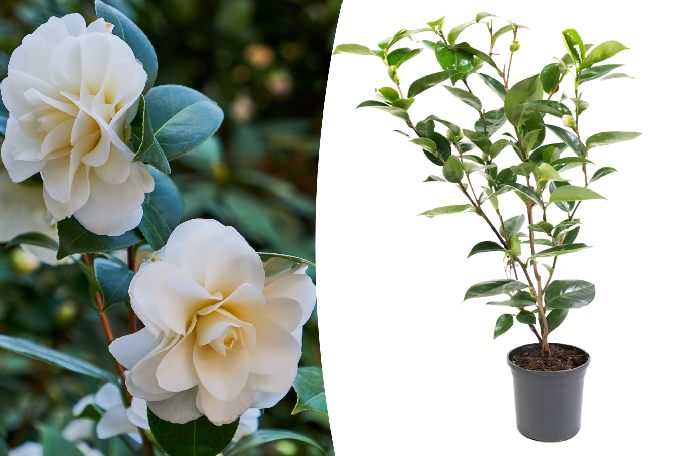 Camélia arbuste 'Rose du Japon' XL x1 Blanc