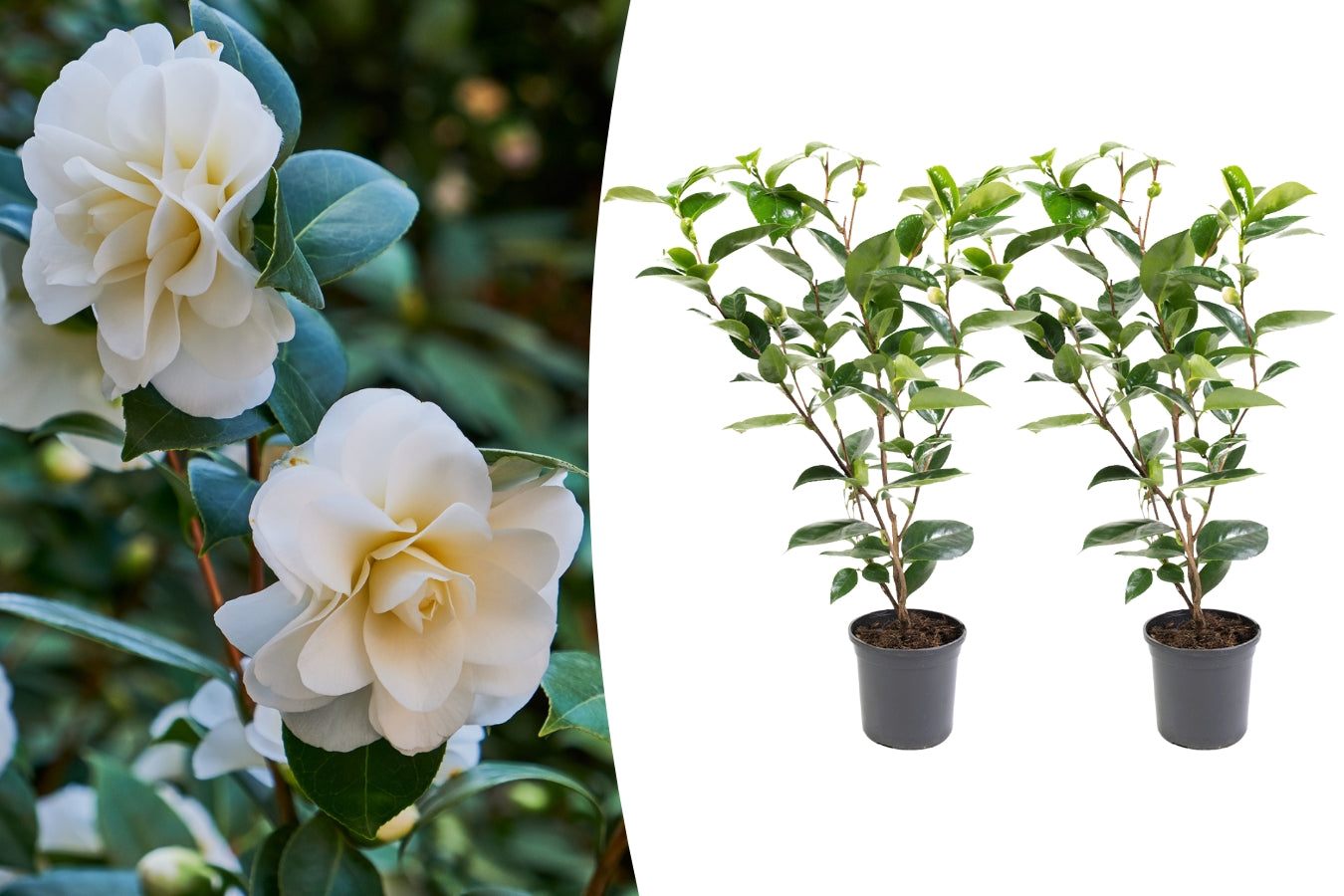 Camélia arbuste 'Rose du Japon' XL x2 Blanc