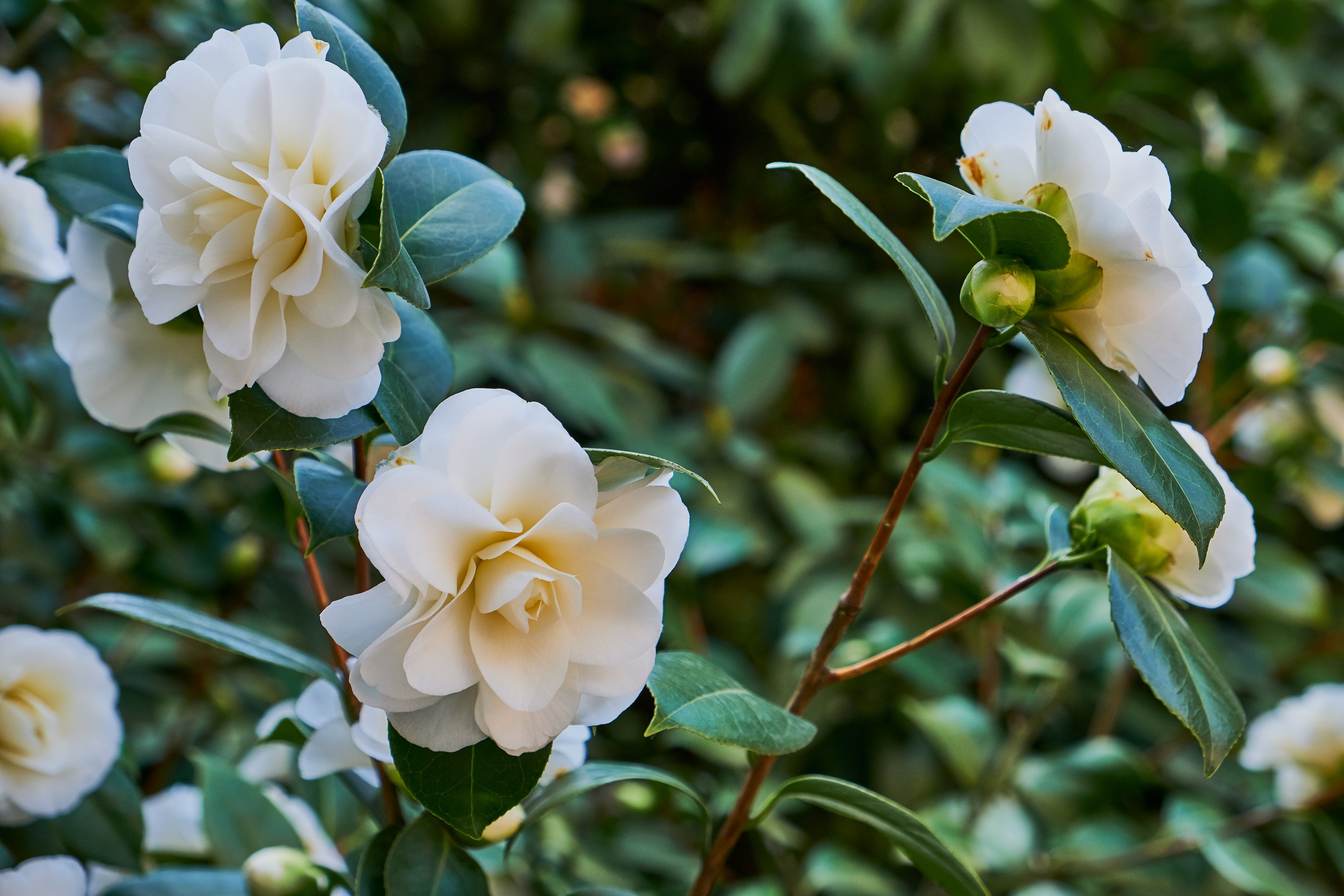 Camélia arbuste 'Rose du Japon' XL x2 Blanc