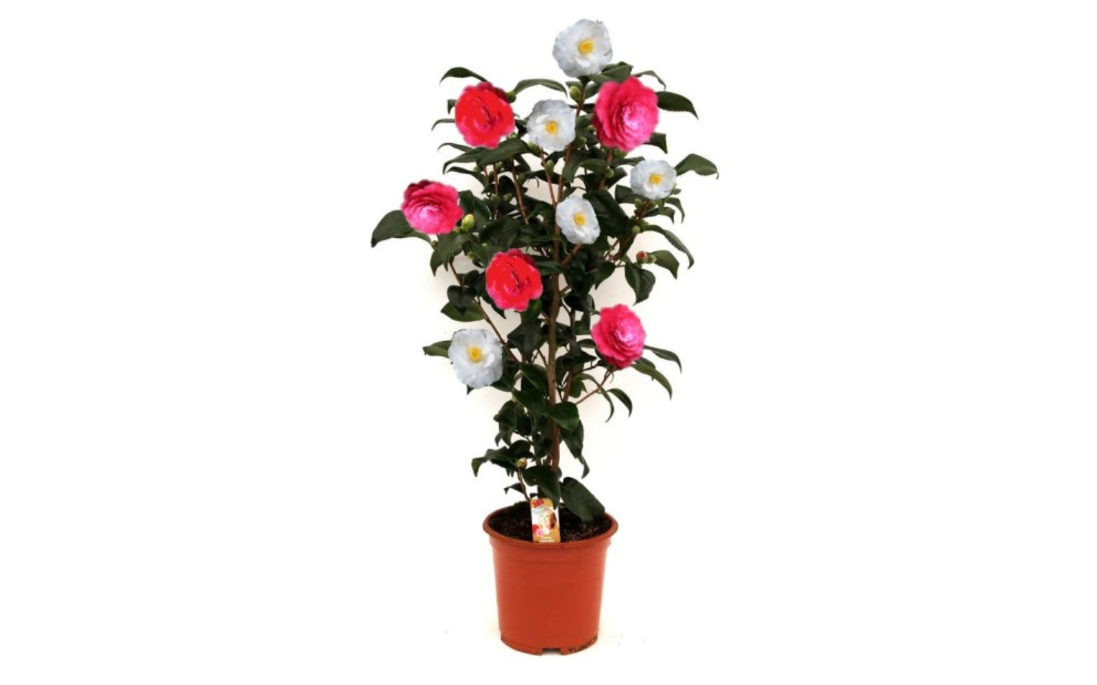 Camélia arbuste 'Rose du Japon' XL x1 Tricolore