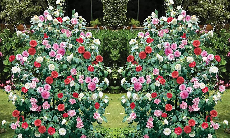 Camélia arbuste 'Rose du Japon' XL x1 Tricolore