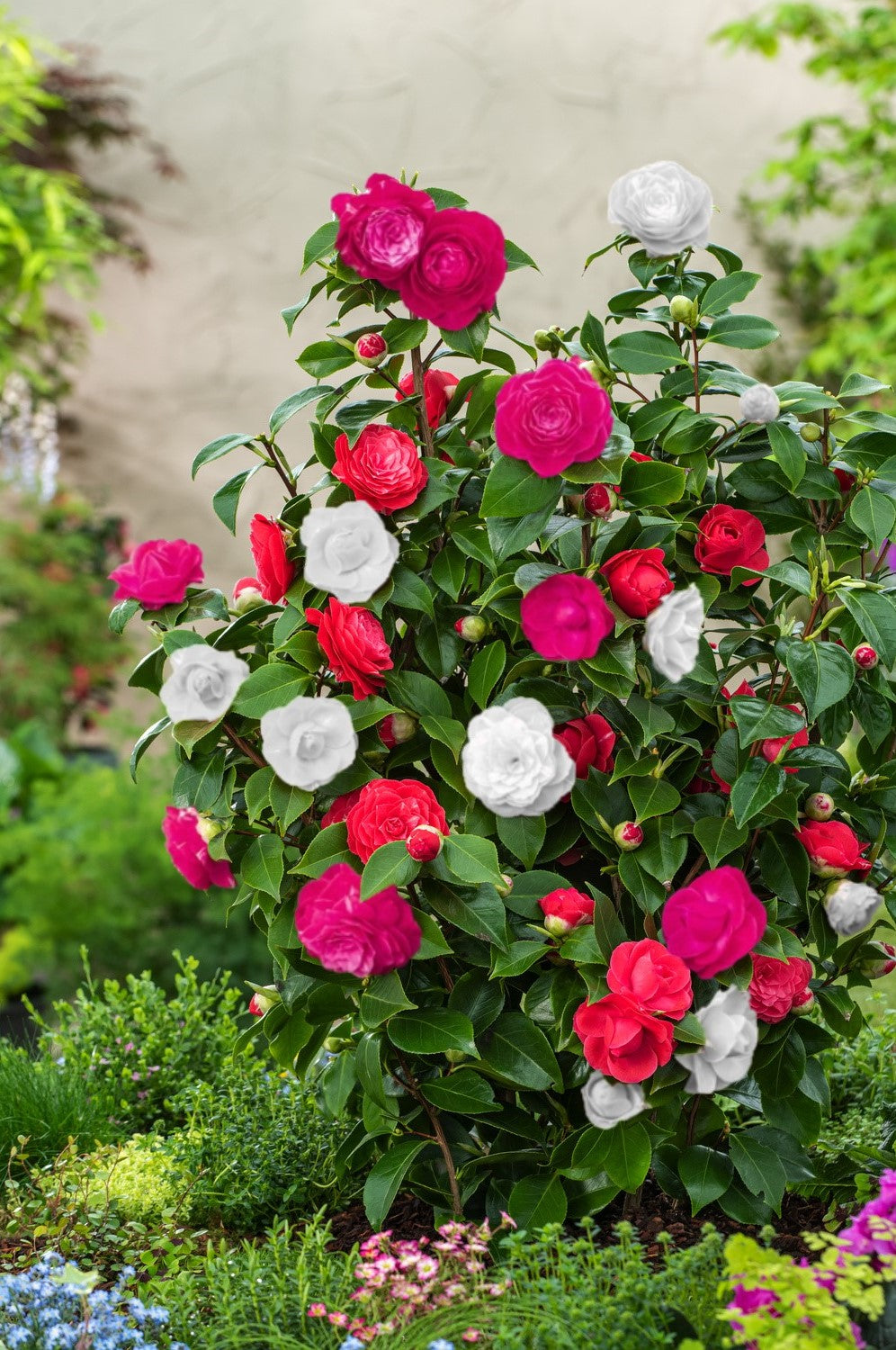 Camélia arbuste 'Rose du Japon' XL x1 Tricolore