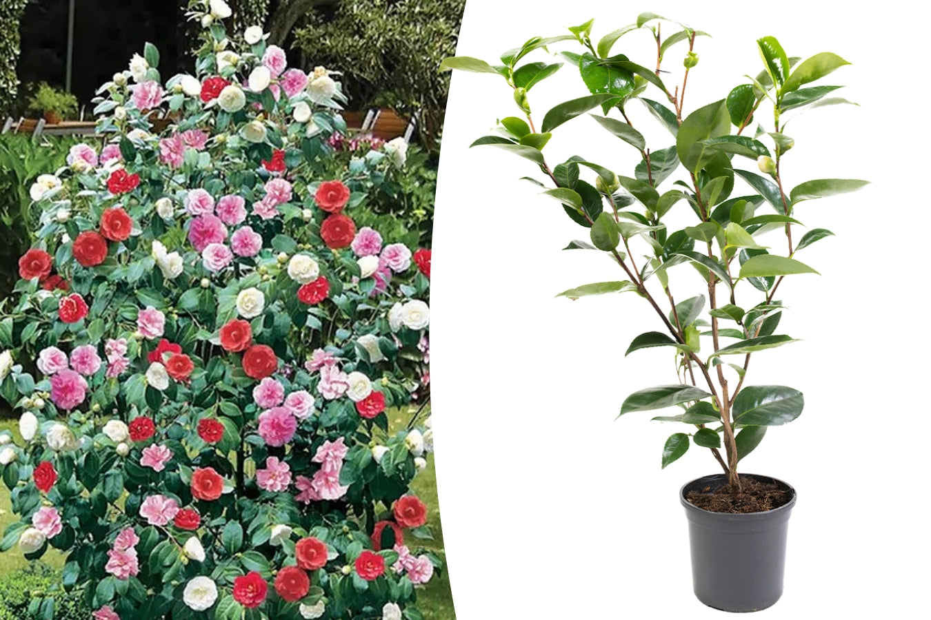 Camélia arbuste 'Rose du Japon' XL x1 Tricolore