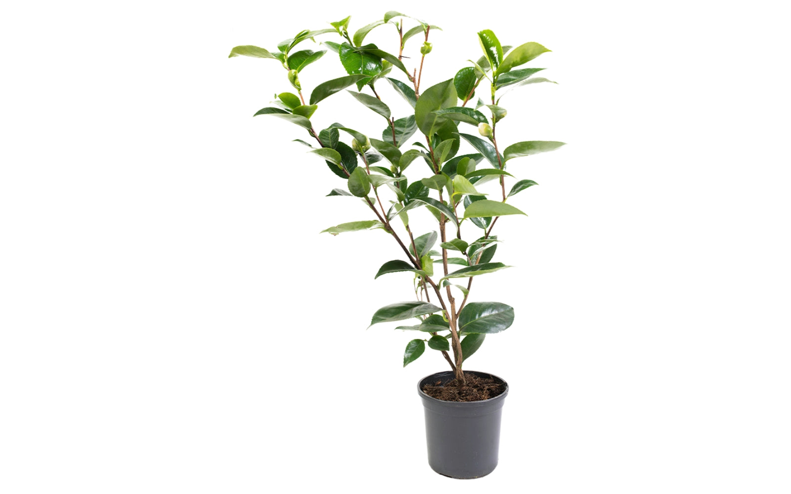 Camélia arbuste 'Rose du Japon' XL Tricolore