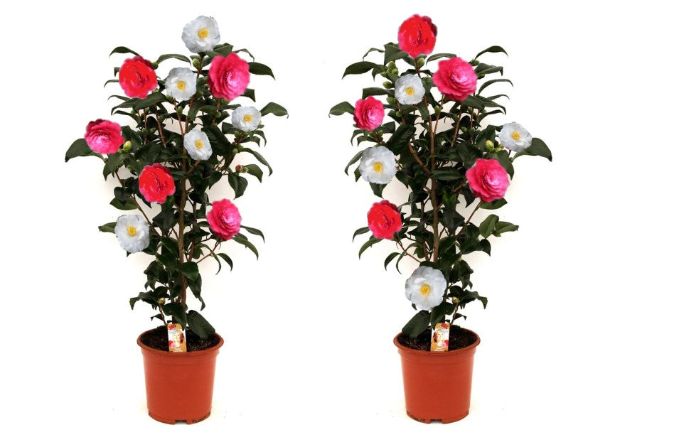 Camélia arbuste 'Rose du Japon' XL x2 Tricolore