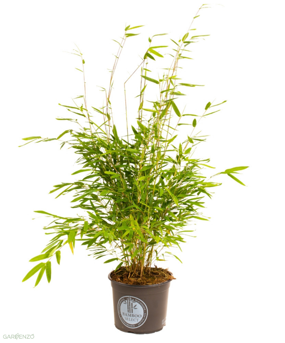 1 Bambou Large « non invasif » (Fargesia) - 40-60 cm
