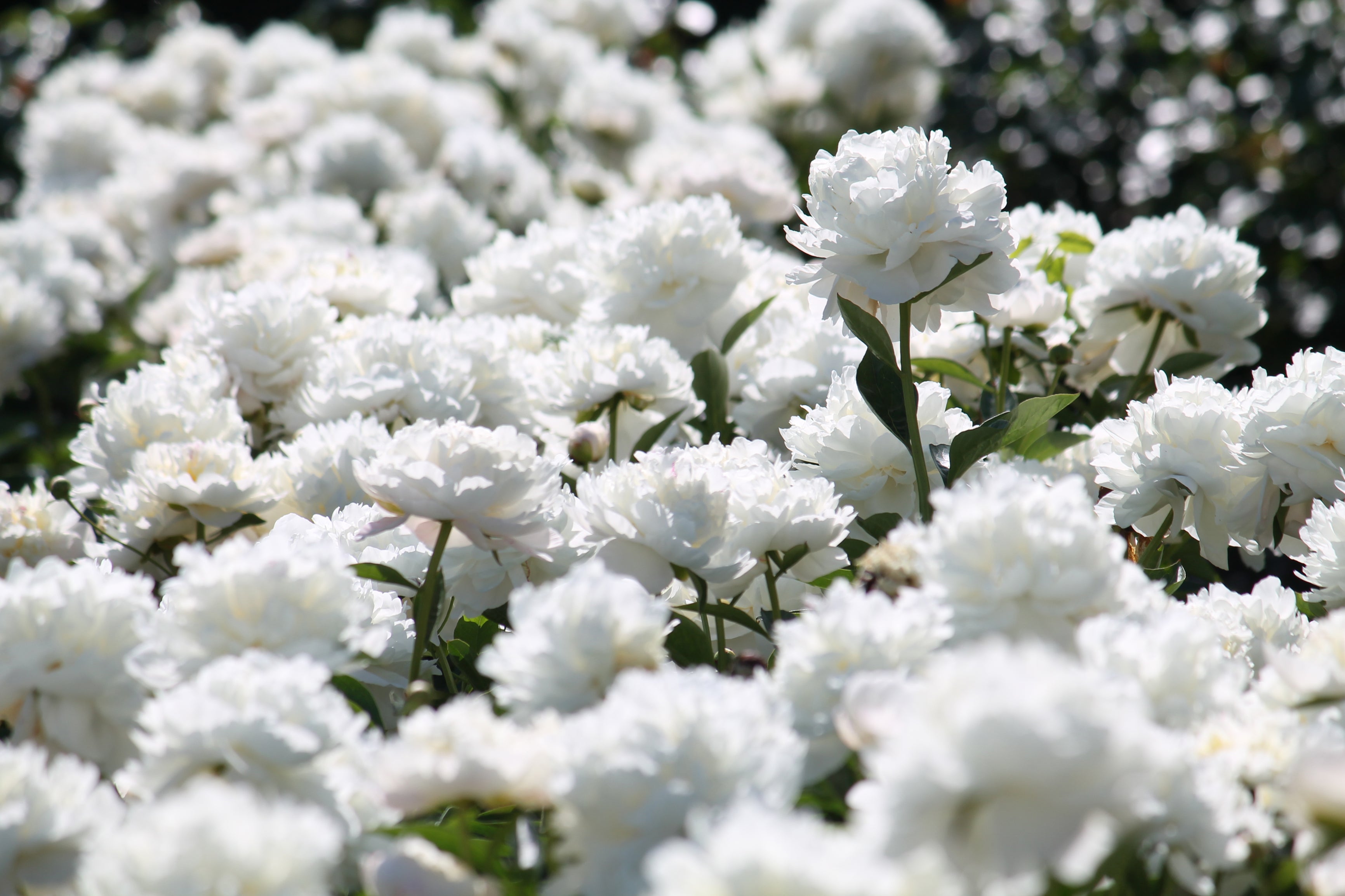 Lot de 6 pivoines: 2 rouges, 2 blanches, 2 roses
