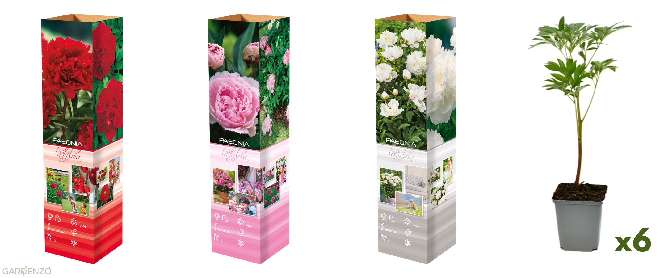 Lot de 6 pivoines: 2 rouges, 2 blanches, 2 roses