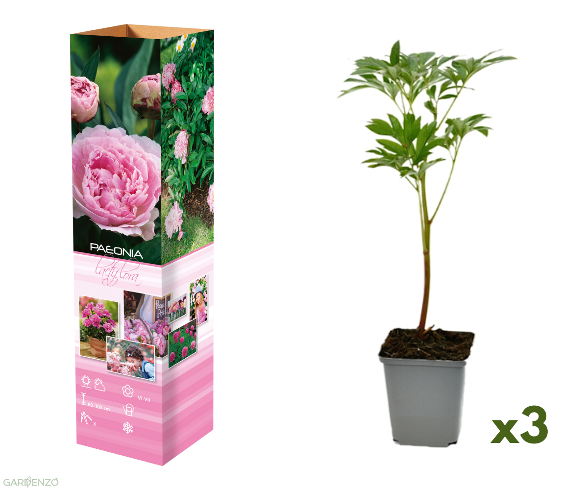 Lot de 3 pivoines roses