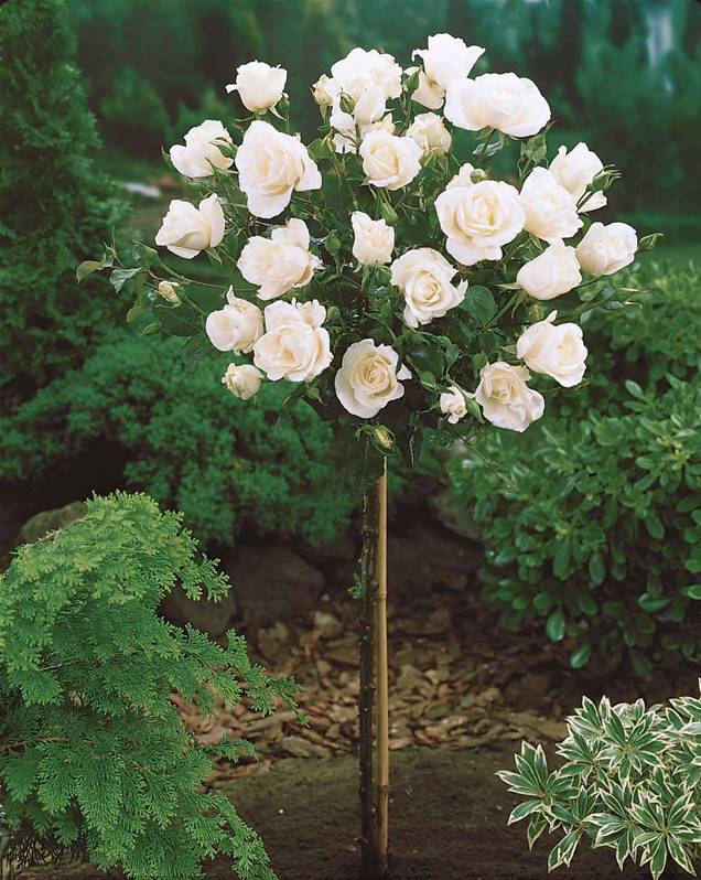 Lot de 3 mini rosiers blancs - 55-70 cm