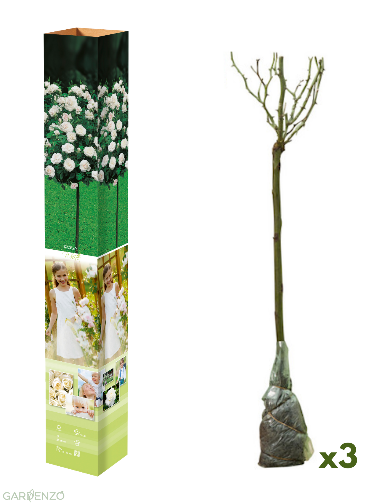 Lot de 3 mini rosiers blancs - 55-70 cm