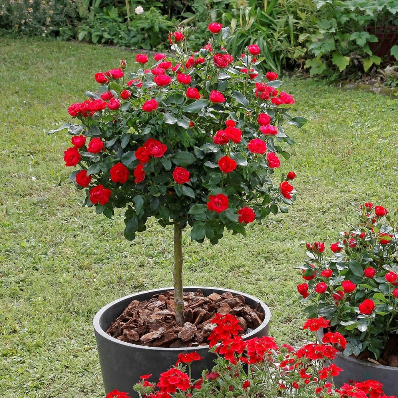 Lot de 3 mini rosiers rouges - 55-70 cm