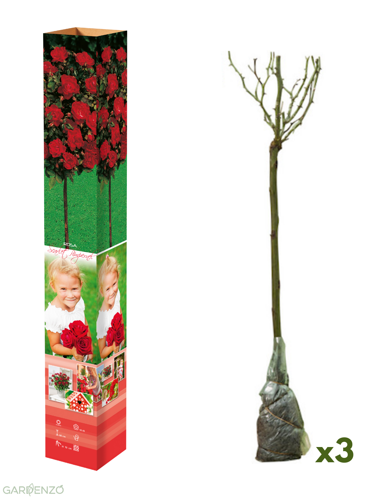 Lot de 3 mini rosiers rouges - 55-70 cm