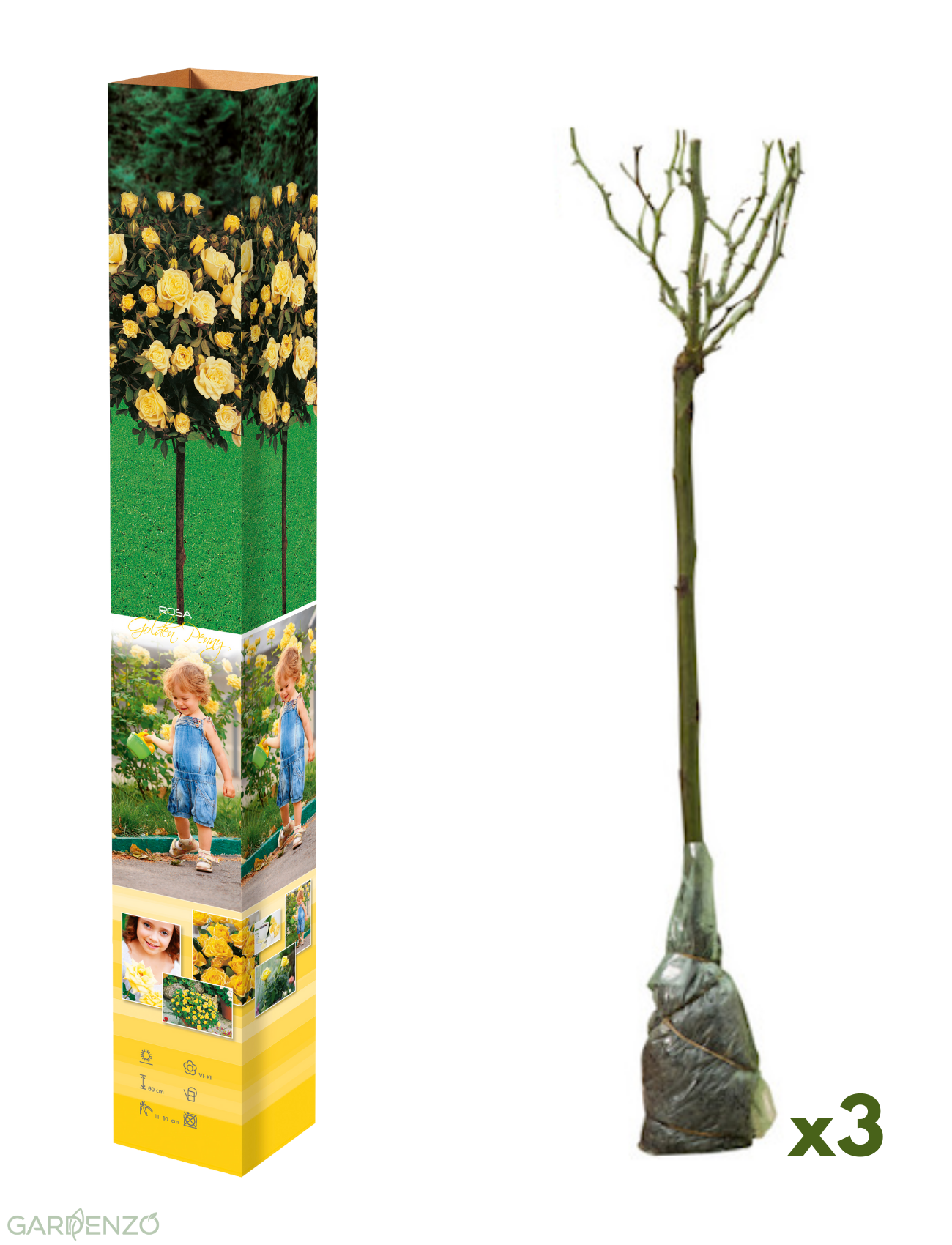 Lot de 3 mini rosiers jaunes - 55-70 cm
