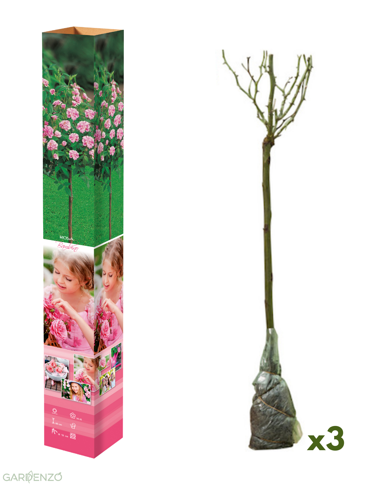 Lot de 3 mini rosiers roses - 55-70 cm