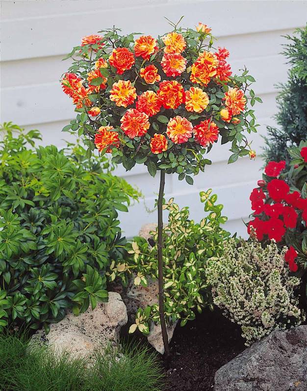 Lot de 3 mini rosiers bicolores jaunes / rouges - 55-70 cm