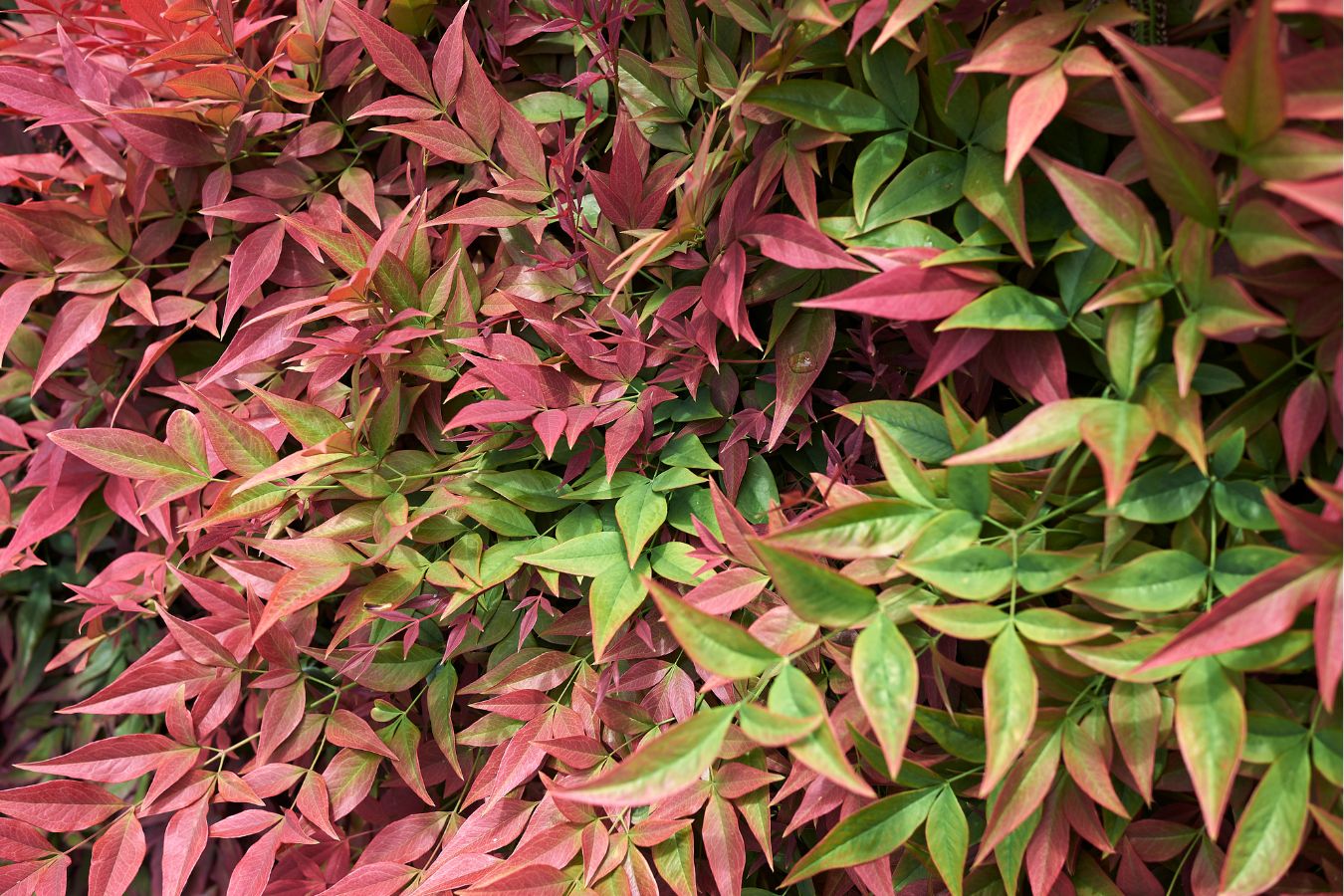 Lot de 2 plantes de bambou sacré (Nandina Obsessed) - 30-35 cm