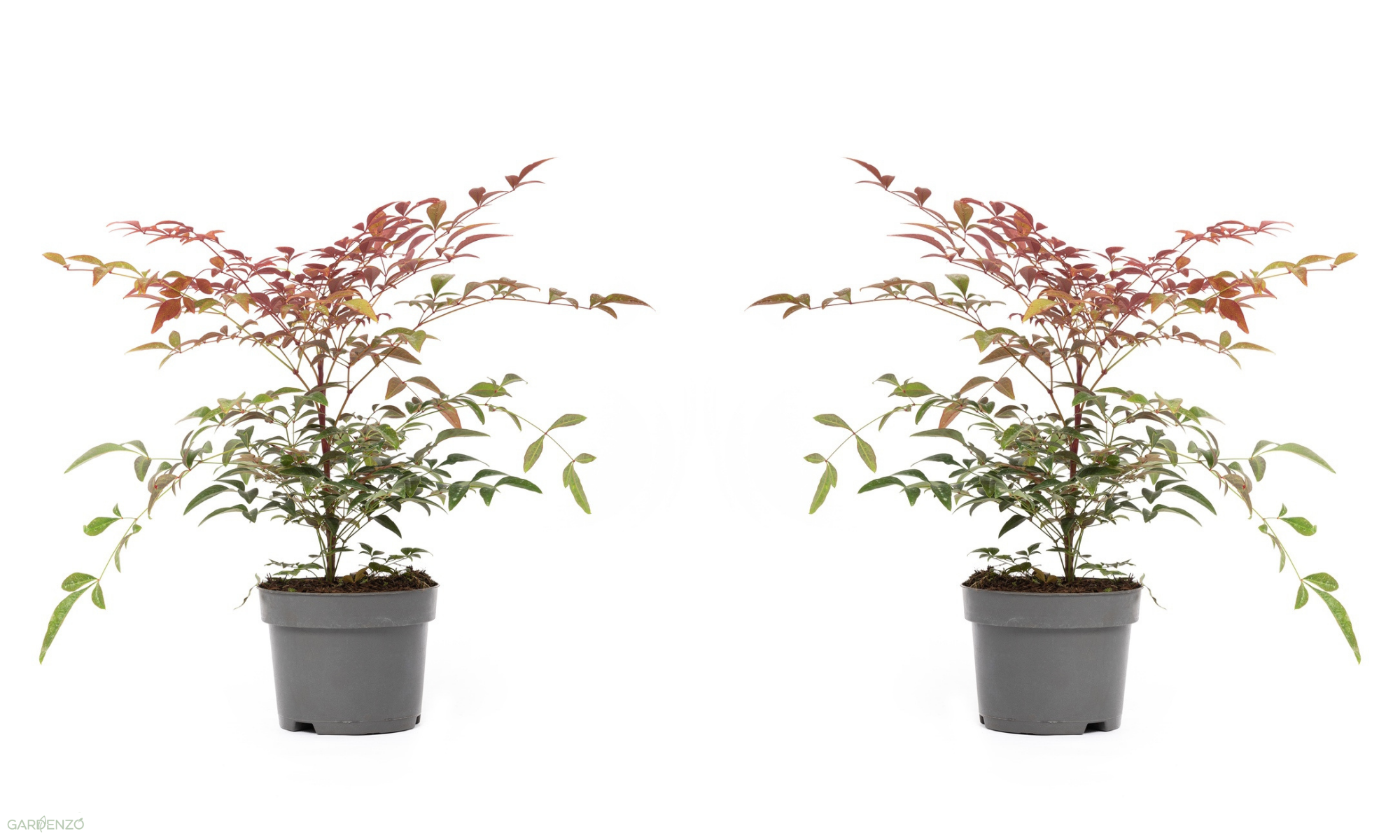 Lot de 2 plantes de bambou sacré (Nandina Obsessed) - 30-35 cm