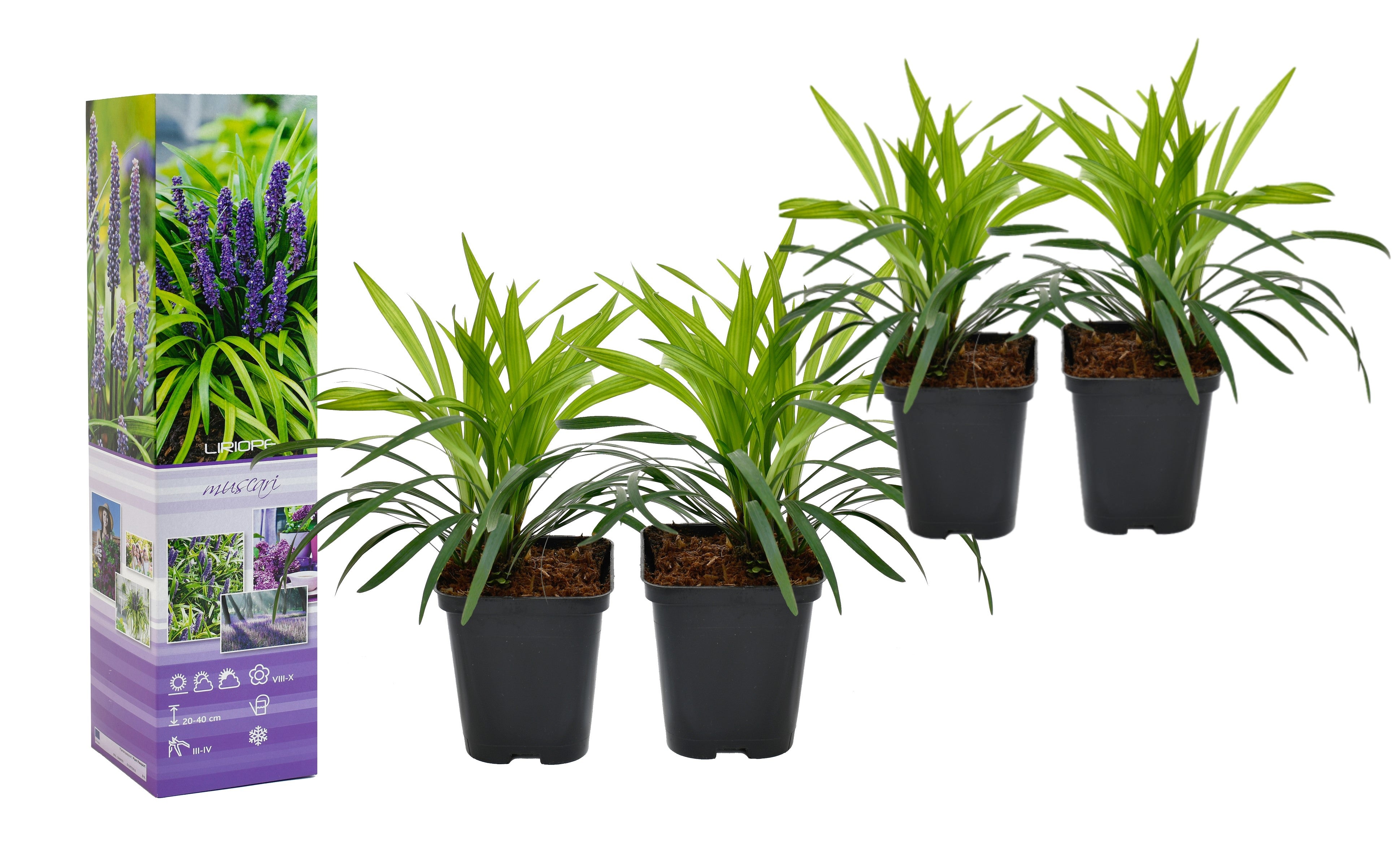 Liriope muscari x4