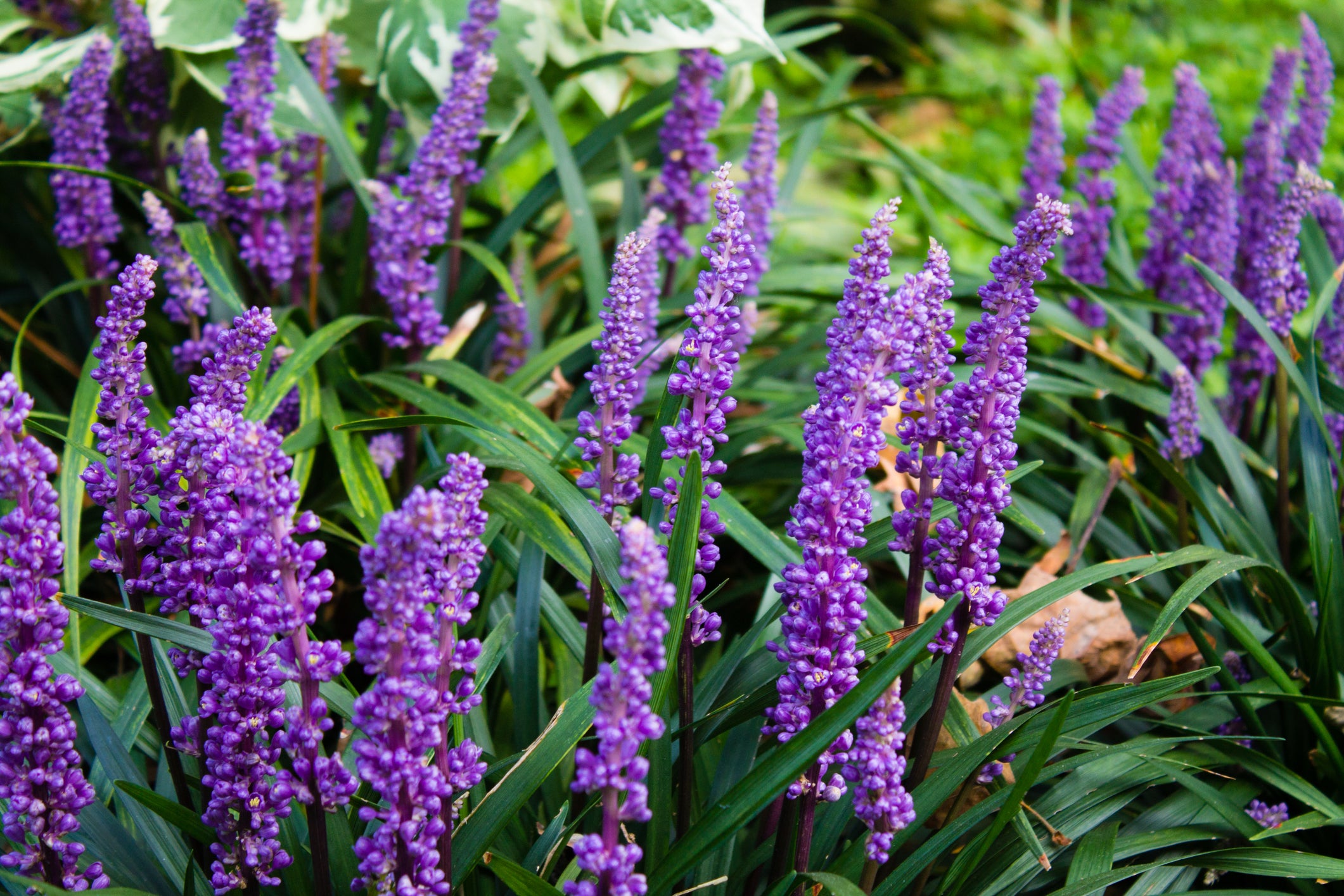 Liriope muscari x8