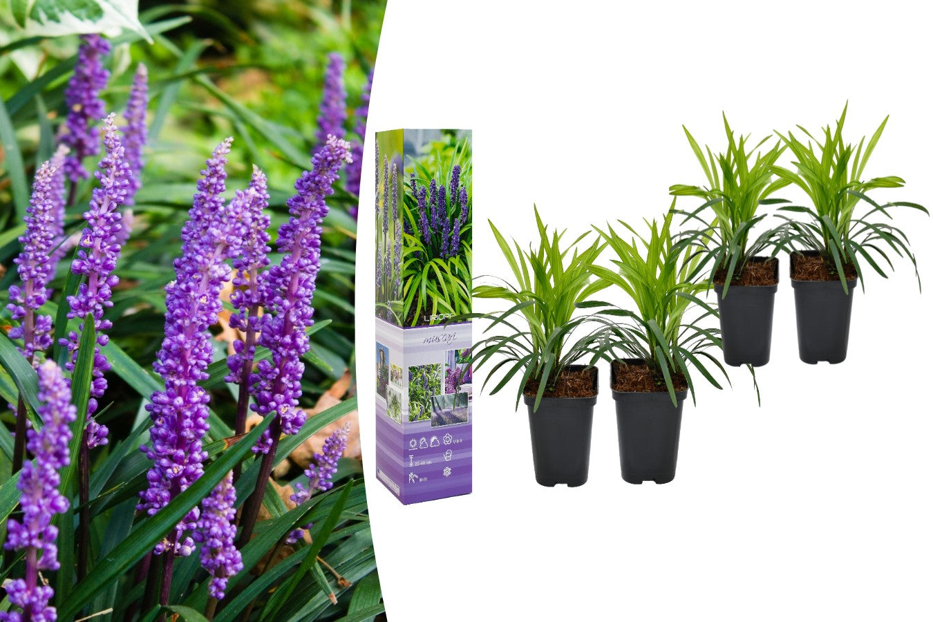 Liriope muscari x8