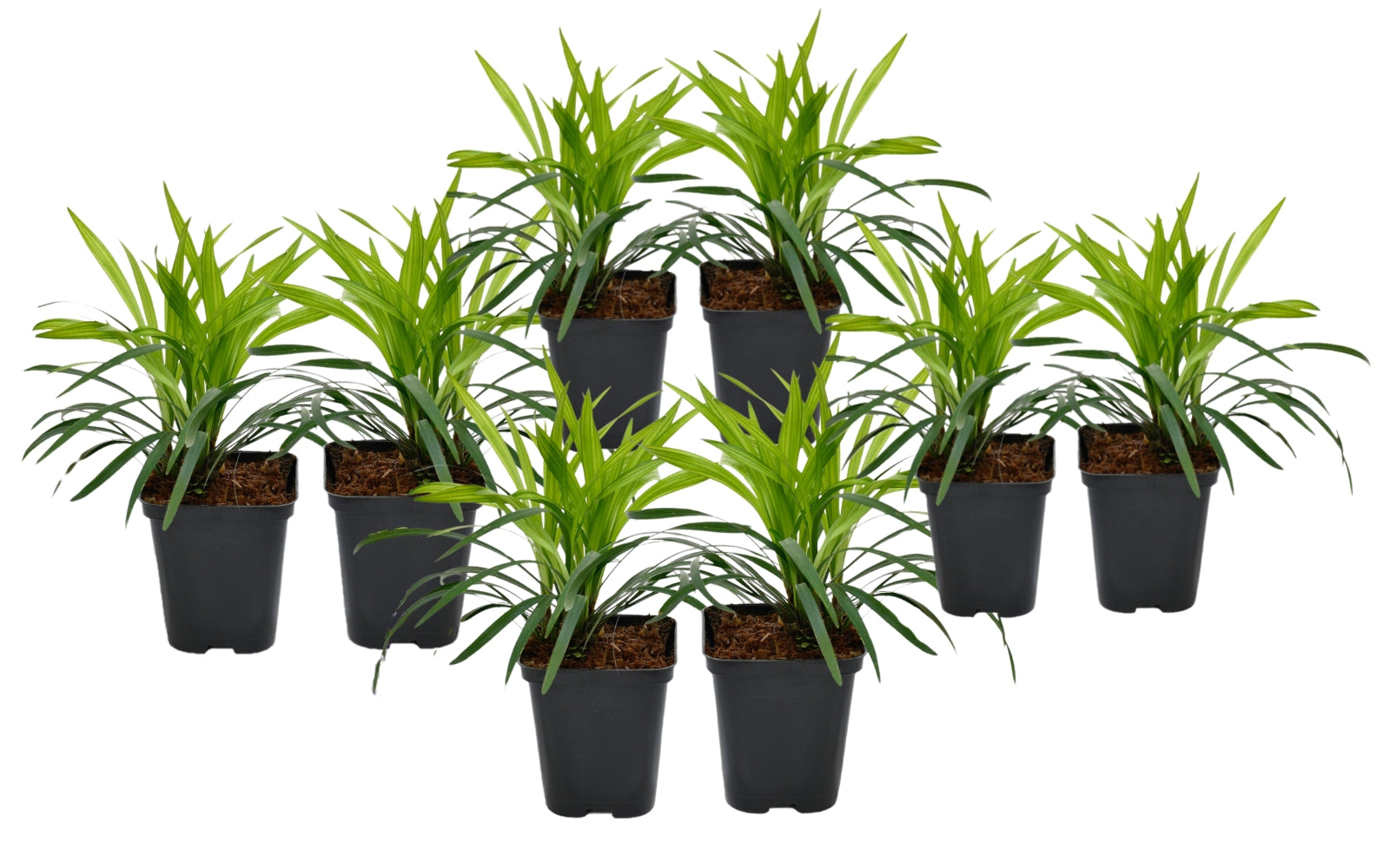 Liriope muscari x8