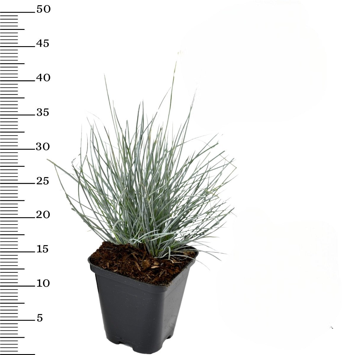 Festuca glauca x4