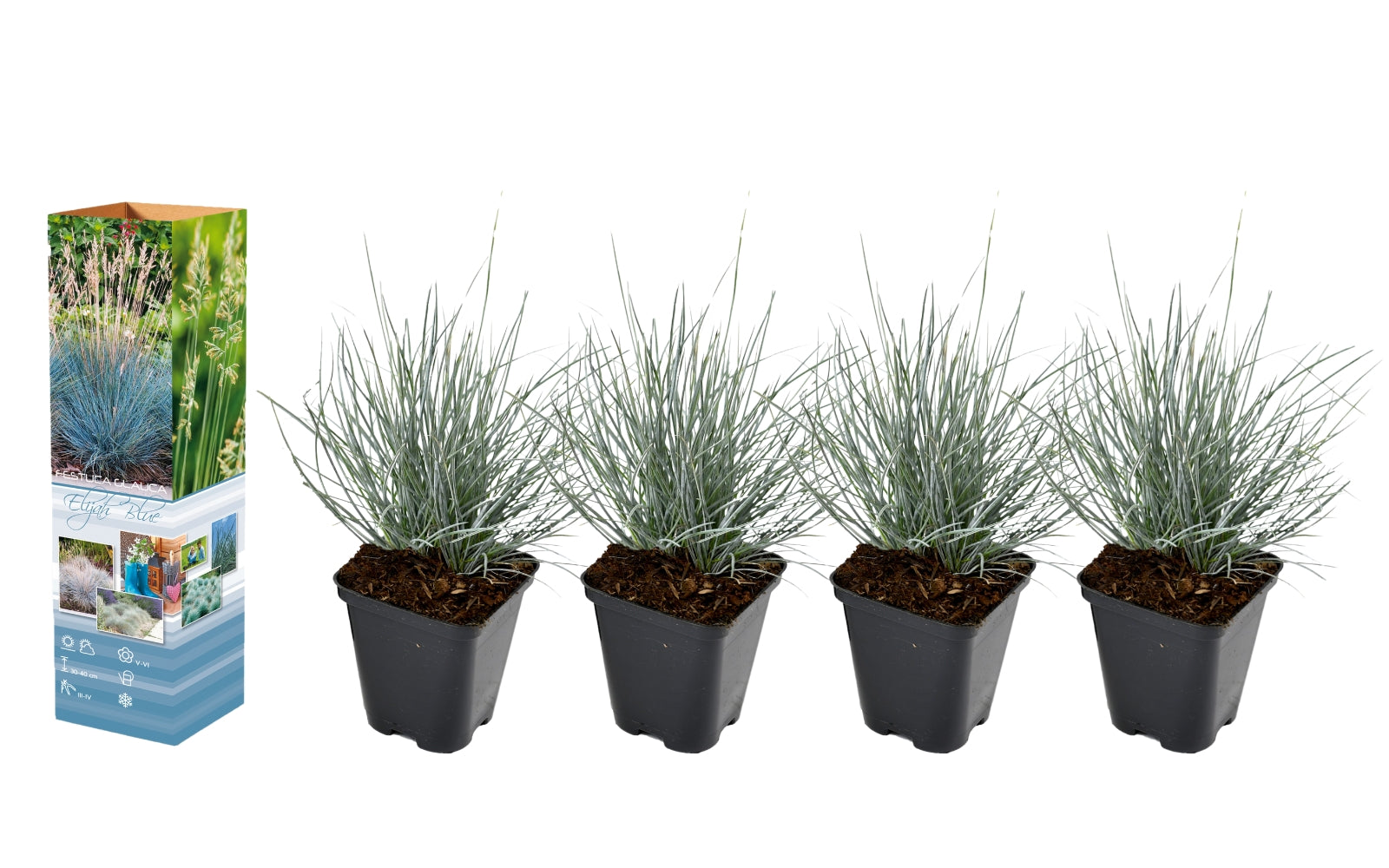 Festuca glauca x4