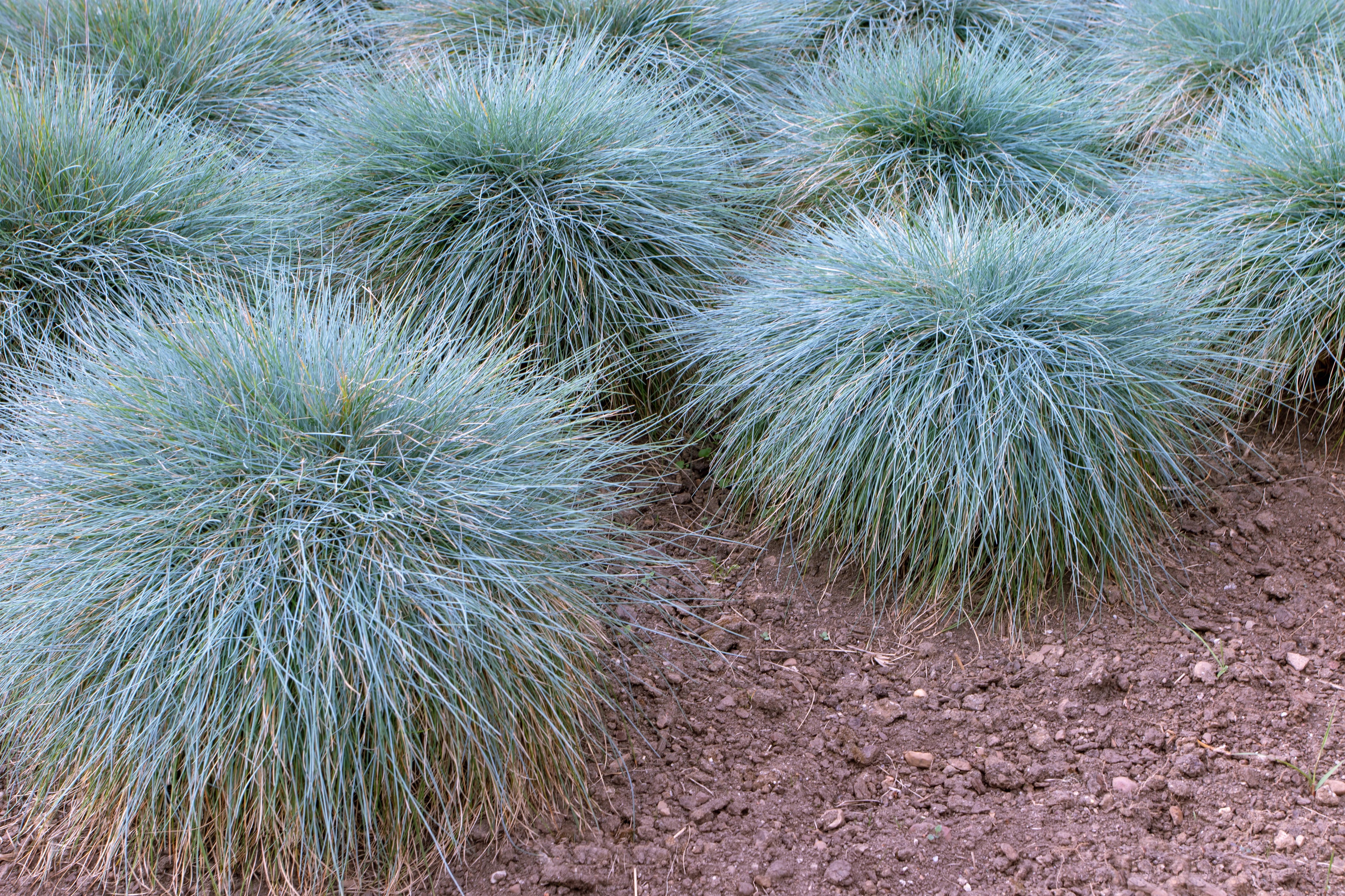 Lot de 4 Festuca Glauca