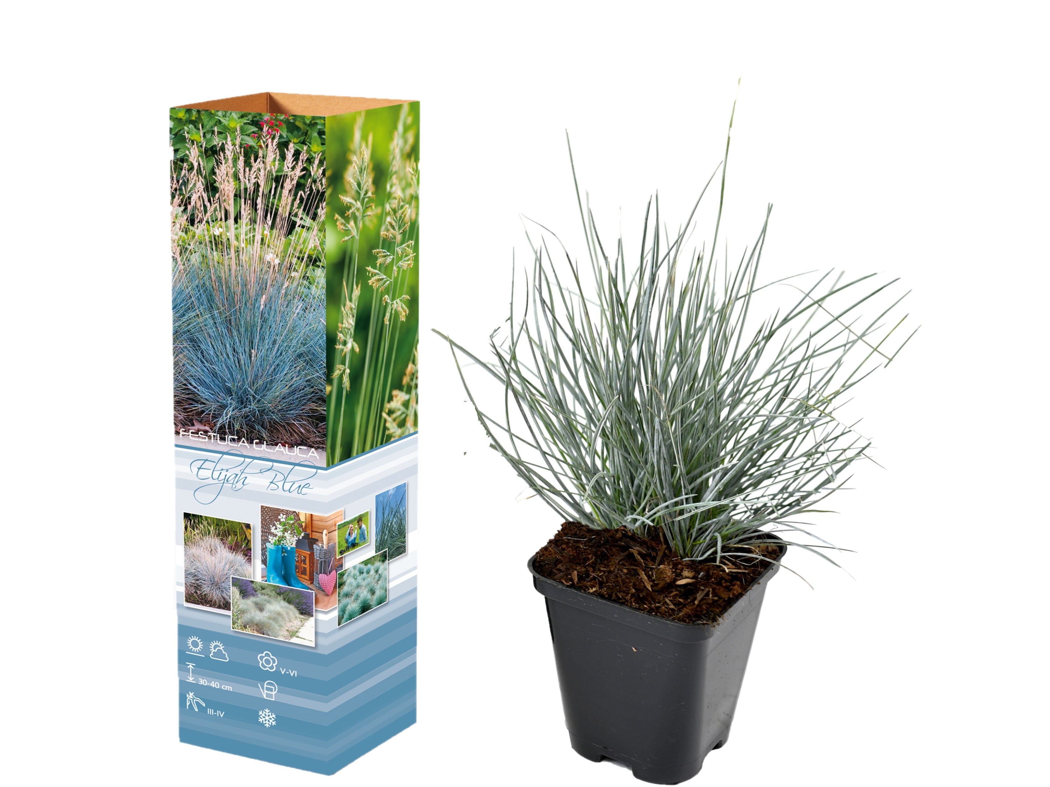 Festuca glauca x4