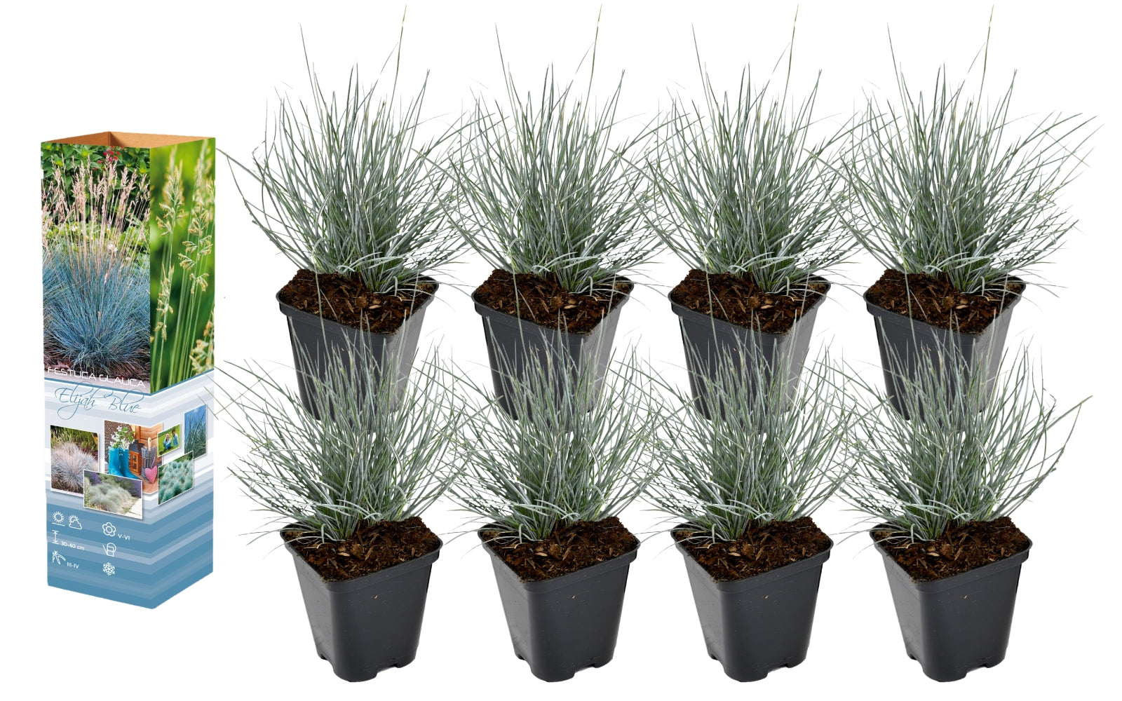 Lot de 8 Festuca Glauca