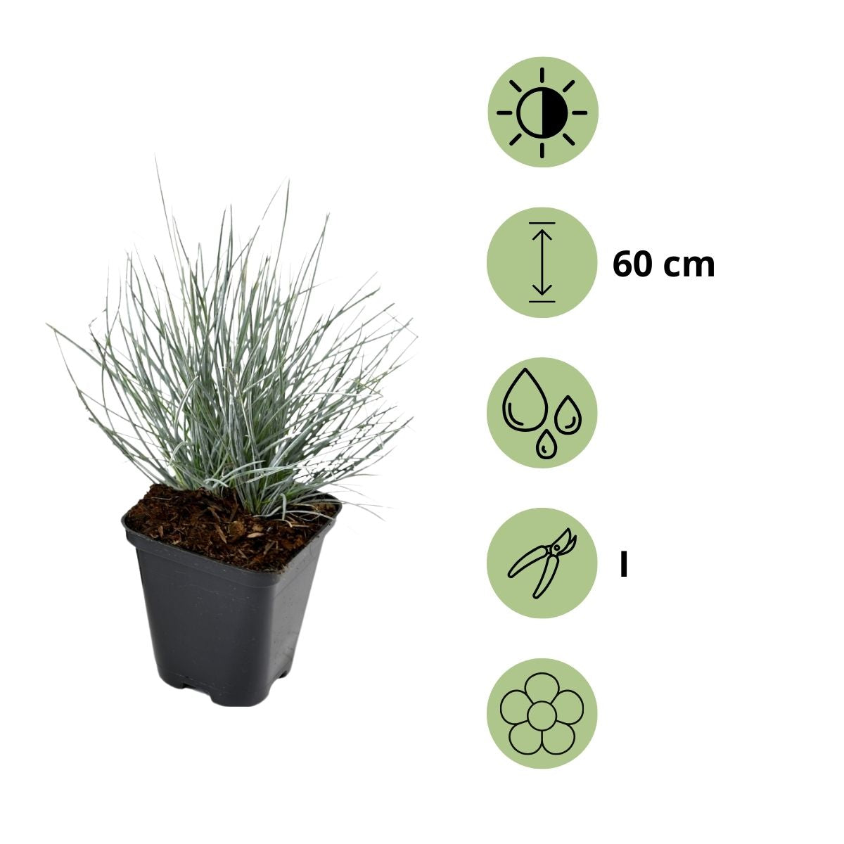 Festuca Glauca x8