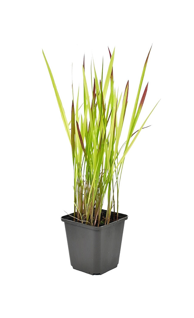 Lot de 8 graminées: 2 Stipa, 2 Pennisetum, 2 Cortaderia blanche, 2 Imperata