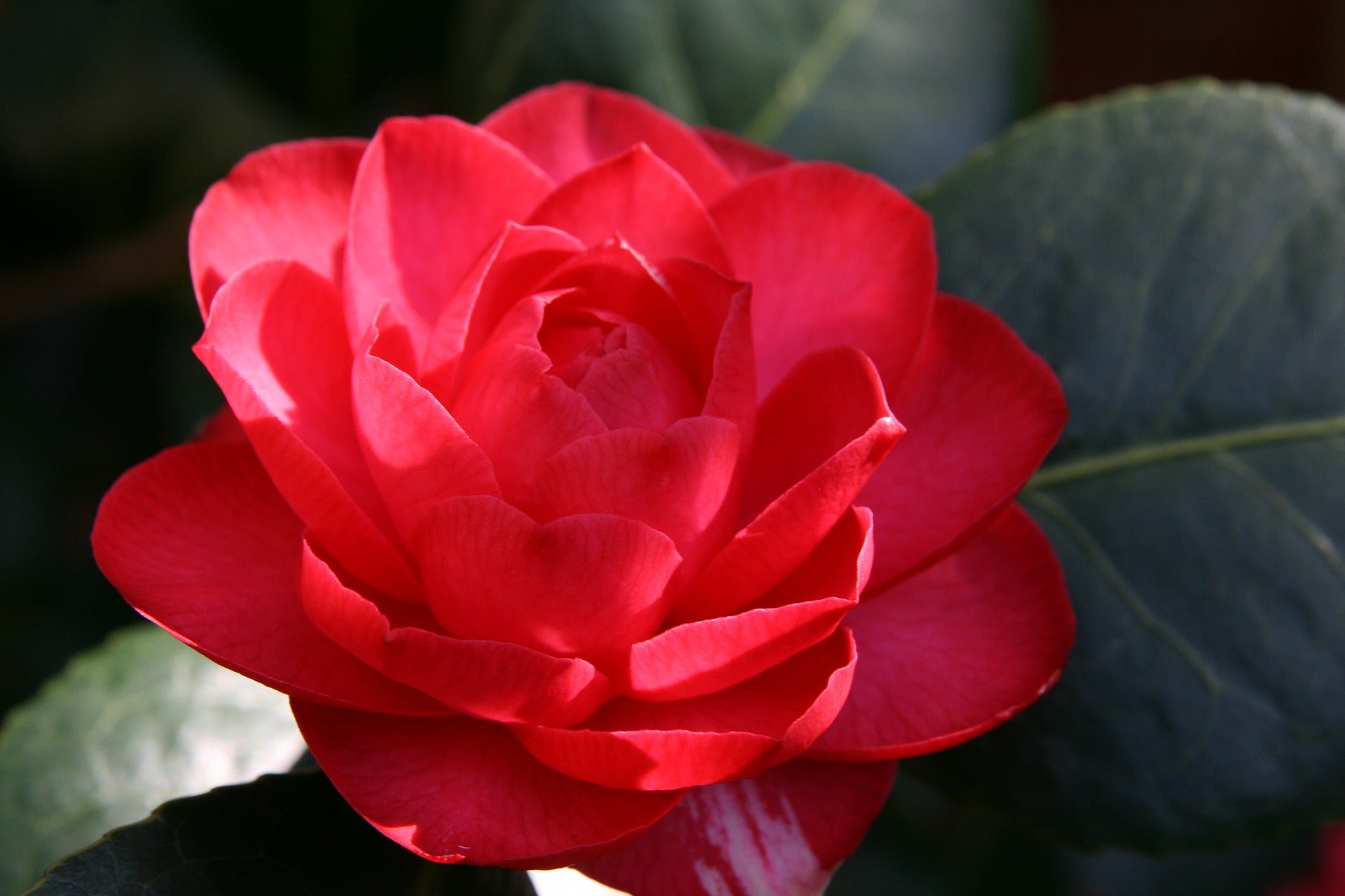 Camélia ROUGE x3
