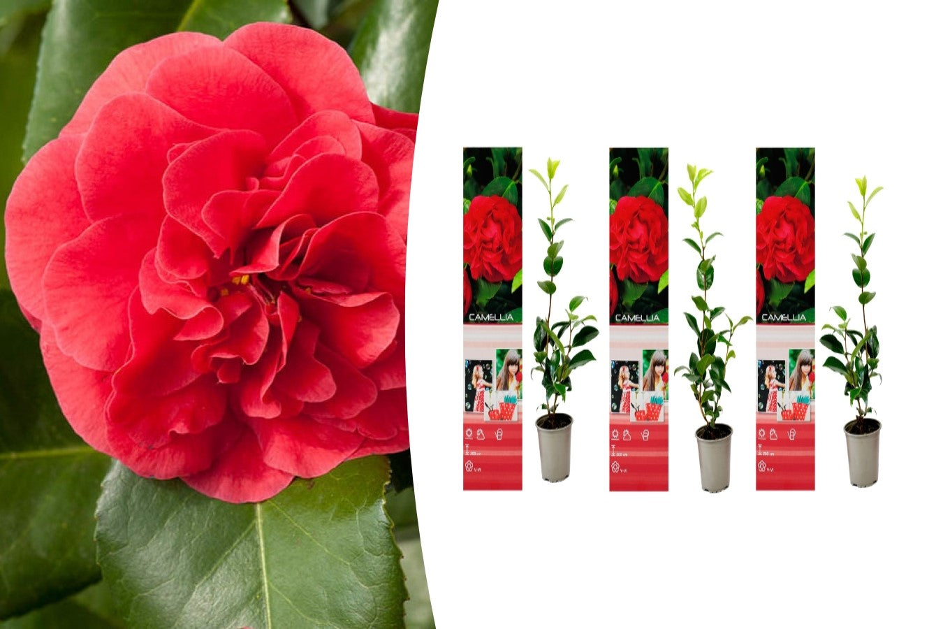 Camélia ROUGE x3