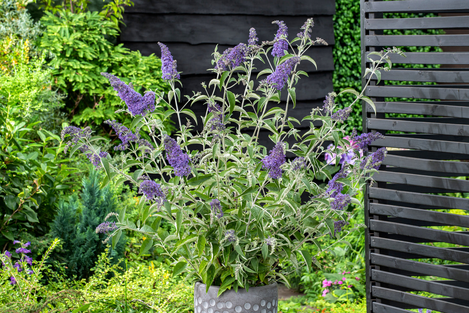 Lot de 6 arbres aux papillons ou lilas d'été (Buddleia de David) à fleurs bleues/violettes