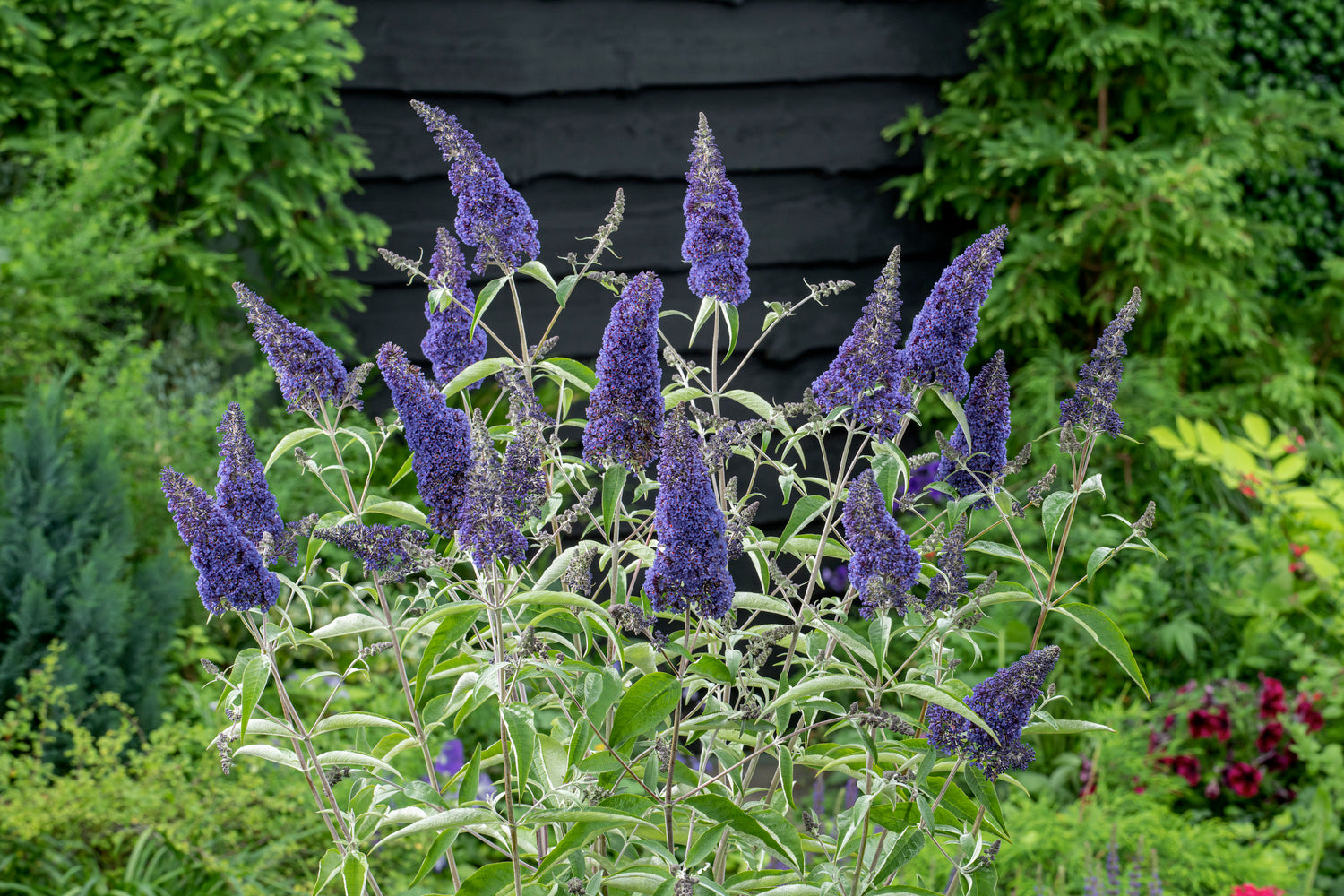 Lot de 6 arbres aux papillons ou lilas d'été (Buddleia de David) à fleurs bleues/violettes