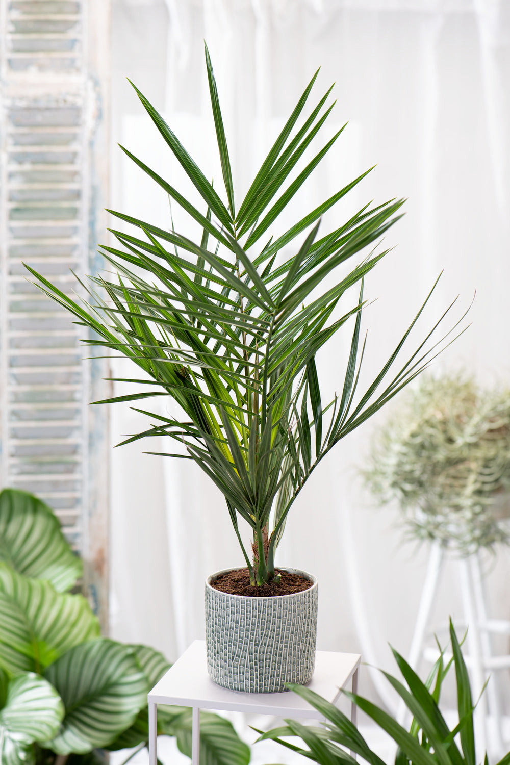 Lot de 4 palmiers variés de taille moyenne - 1 Chamaerops humilis, 1 Phoenix canariensis, 1 Trachycarpus fortunei, 1 Washingtonia robusta (40-70 cm)