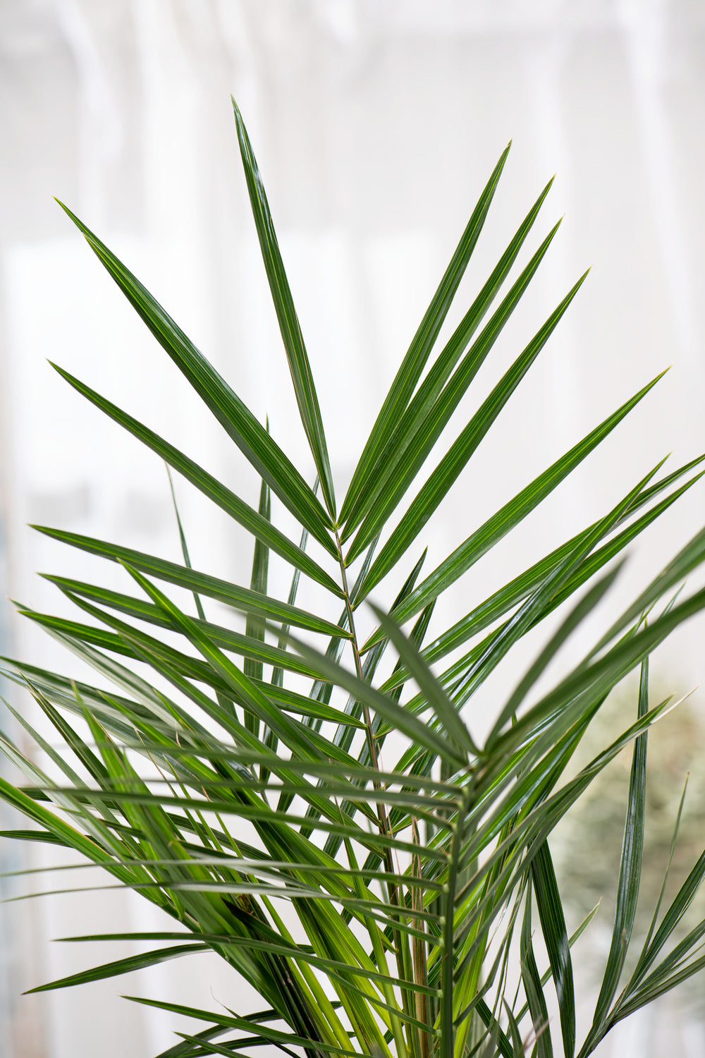 Palmier Phoenix canariensis - Grands (80-110 cm)