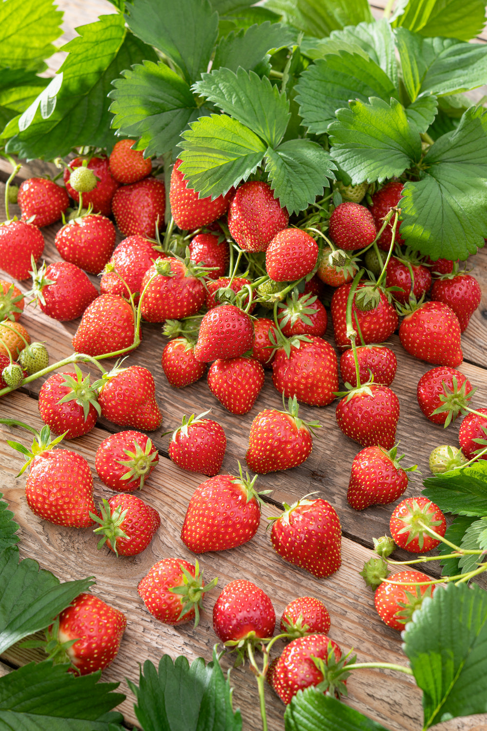 Lot de 40 plants de fraises Frigo (Fragaria Ostara)