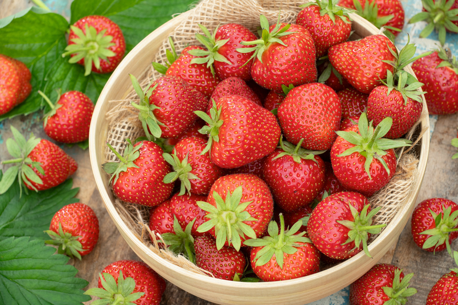 Lot de 60 plants de fraises Frigo (Fragaria Ostara)