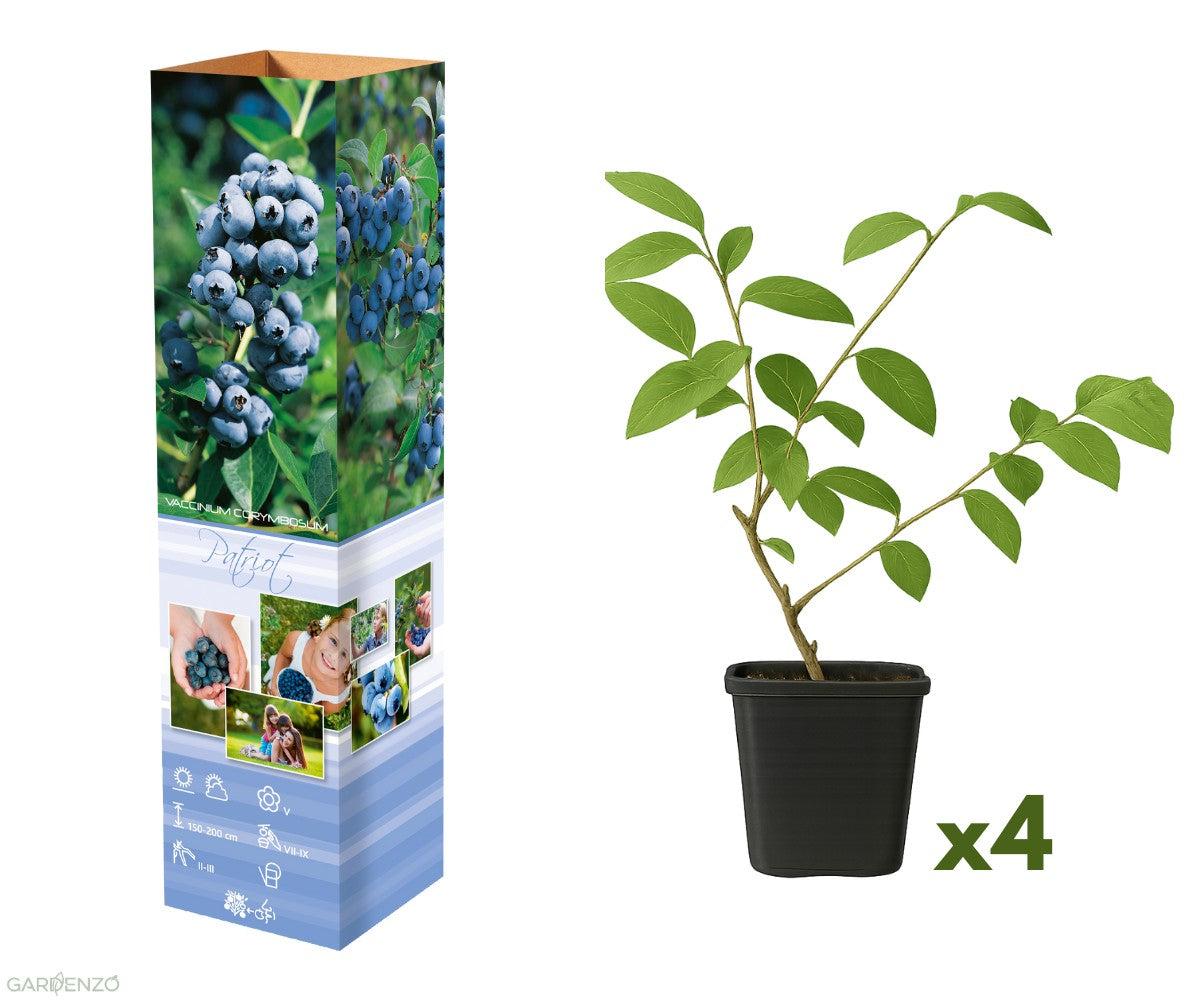 Lot de 4 myrtilliers 30–38 cm