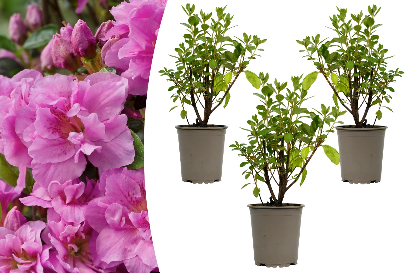 Lot de 3 azalées violettes