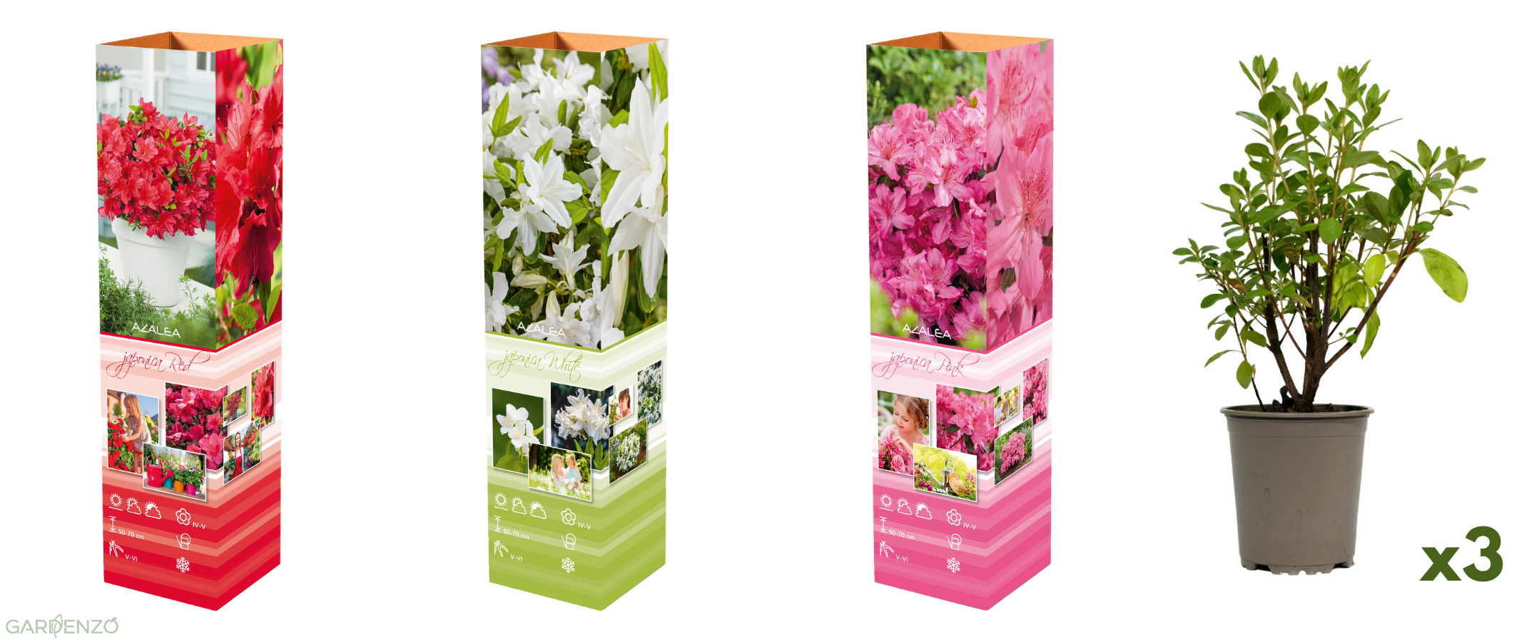 Ensemble de 3 azalées : 1 rouge, 1 rose, 1 blanche - 20-38 cm