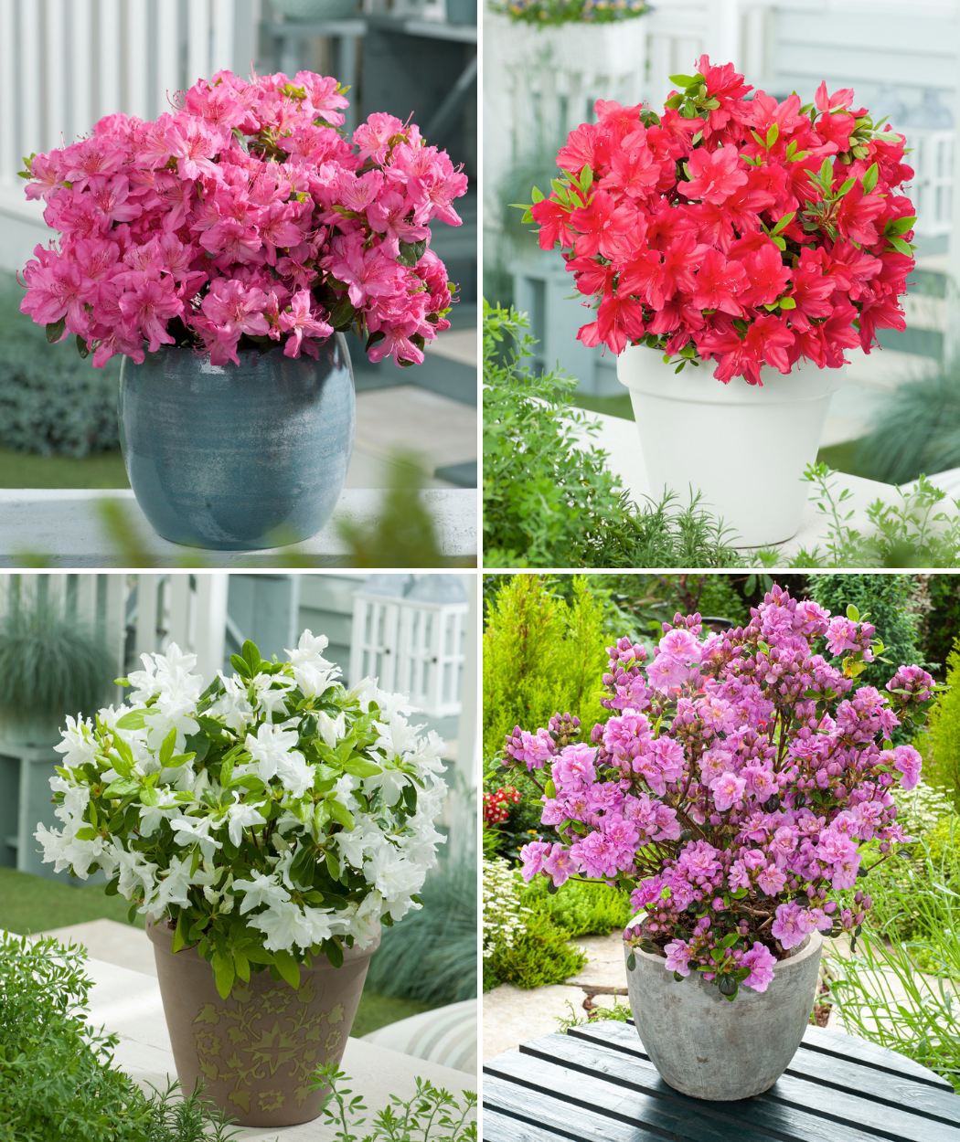 Ensemble de 8 azalées : 2 violettes, 2 rouges, 2 roses, 2 blanches - 20-38 cm