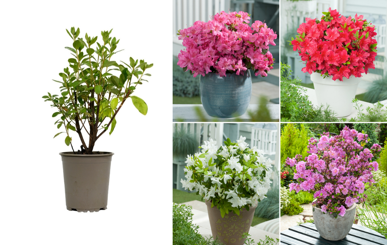 Ensemble de 4 azalées : 1 violette, 1 rouge, 1 rose, 1 blanche - 20-38 cm
